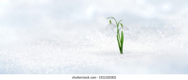 Spring twin snowdrop rising from fresh snow