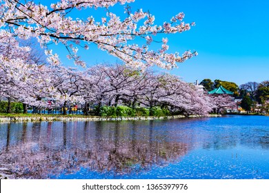 Spring Ueno Park In Tokyo Japan