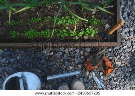 spring vegetable garden work. Seeding and growing herbs in raised garden beds. Gloves, watering can and tools. 