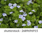 In spring, Veronica filiformis blooms in the wild