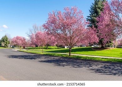 Spring view of cherry blossom trees lining a street running through neighborhood subdivision community of homes in Coeur d'Alene, Idaho, USA. - Powered by Shutterstock