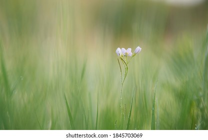 Spring view of the cuckoo flower