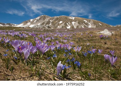 Spring view of Gran Sasso and Monti della Laga National Park with flowering of crocus vernus in Abruzzo