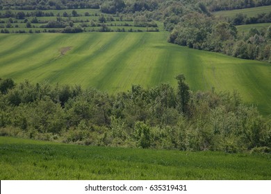 spring view in green