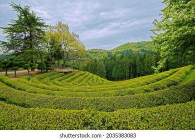 Spring View Of Green Tea Field With An Observatory At Daehan Dawon Tea Plantation Near Boseong-gun, South Korea 
