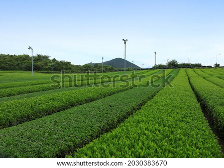 Spring view of green tea field at O'sulloc Tea near Seogwipo-si, Jeju-do, South Korea 
