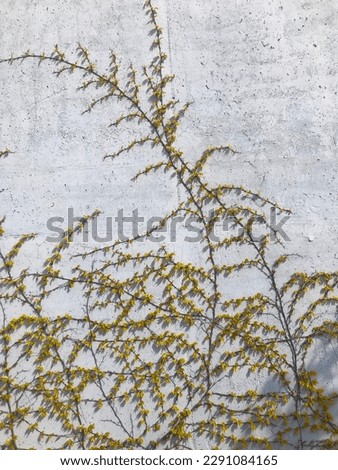 Similar – Image, Stock Photo Ivy Wall Environment