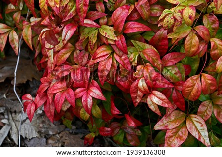 A spring view of Nandina domestica 'Firepower' in close up