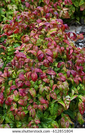 A spring view of Nandina domestica 'Firepower' in a cottage garden