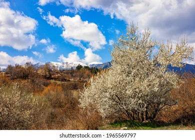 Spring View Near Gotse Delchev, Bulgaria