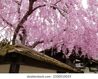 Spring view of the old house in Ja草葺き