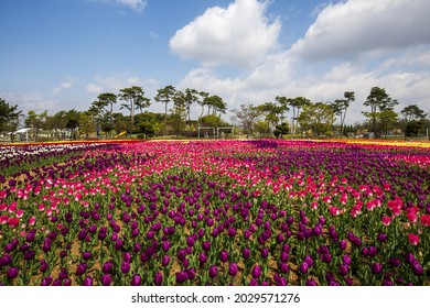 Spring view of red tulips at flower garden of Munam Ecological Park against blue sky near Cheongju-si, South Korea 
