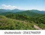 Spring view of royal pink azalea flowers with deck hiking trail against ridges and peak of  Jirisan Mountain at Baraebong Peak near Namwon-si, South Korea