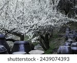 Spring view of white plum blossoms with crocks on the hill of Cheongmaesil Farm at Maehwa Village near Gwangyang-si, South Korea
