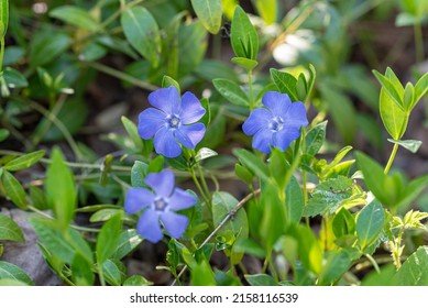 spring Vinca minor flower (lesser periwinkle)