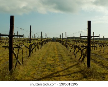 spring in the vine yard