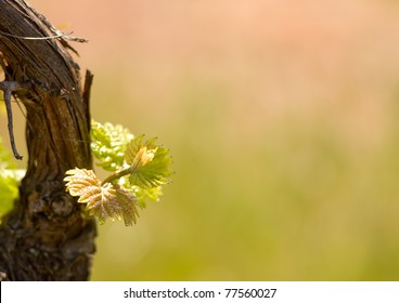 Spring in the vineyard, fresh shoots of vine with copyspace. Stock Photo