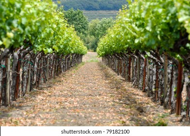 Spring Vineyard In Napa Valley California