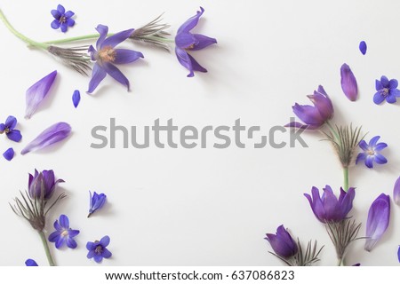 Spring violet flowers on a white background