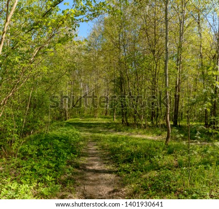 Similar – Wald im Frühling Erholung