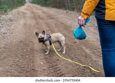 in a spring walk with a french bulldog dog a woman with a view from behind on a gravel road holding a bag with a dog's poop
