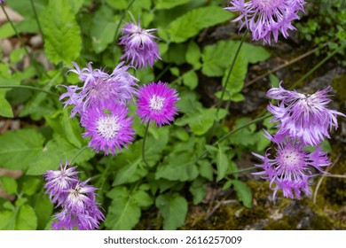spring walks through the forest , the first flowers and the awakening of nature from hibernation