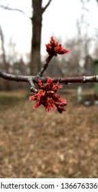Spring wants to bloom.