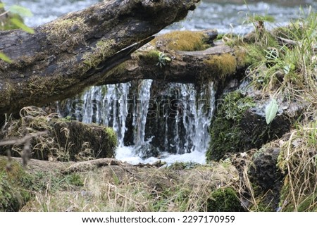 spring water falling over old trees in the Ozark National Scenic Riverways - Greer Spring, Mark Twain National Forest