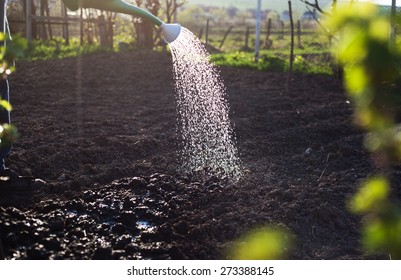 Spring Watering Of Seeds In Garden