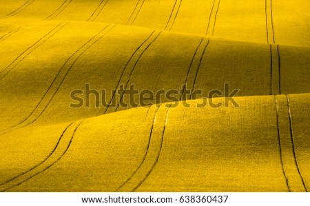 Spring Wavy yellow rapeseed field with stripes and wavy abstract landscape pattern. Corduroy summer rural rape landscape.Yellow moravian undulating fields of crops.Yellow Background texture