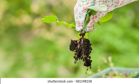 Spring weeding in the garden, the gardener pulling out the weed carefully in colorful garderning gloves - Shutterstock ID 581198158