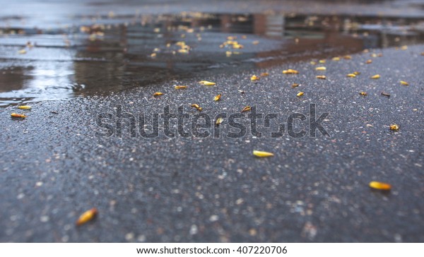 Spring wet road, buds on the\
road,