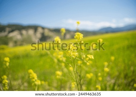 Spring, Spring wheat field, A plain full of spring flowers, A person who walks in a field full of spring flowers, A couple walking in a field full of flowers, A woman walking in a field 