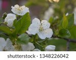 Spring white and beautiful flowers. Some garden naure