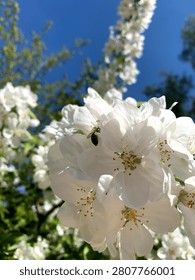 In spring, white blossoms bloom while a bee collects nectar, showcasing a vibrant scene of nature under a sunny blue sky with green foliage.