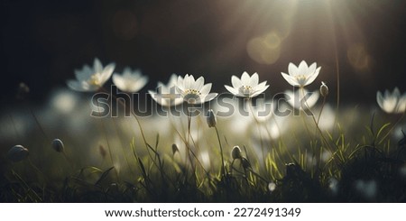 Spring white flowers close up view. Tiny white flowers in green grass sunlight rays. Spring sunny weather early blooming snowdrops nature flora beautiful view