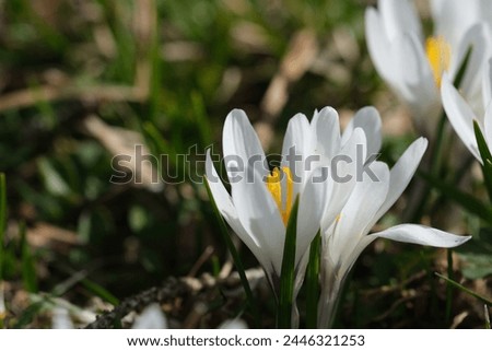 Spring white flowers, crocus close up in bloom. 