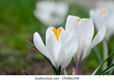 Spring white flowers Crocus Jeanne d'Arc macro. Beautiful petals and stamens close-up. Meadow landscape with blossoming plants - Powered by Shutterstock