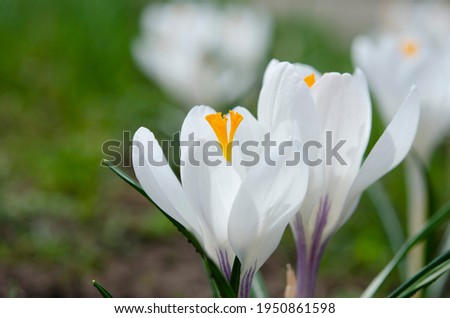 Spring white flowers Crocus Jeanne d'Arc macro. Beautiful petals and stamens close-up. Meadow landscape with blossoming plants