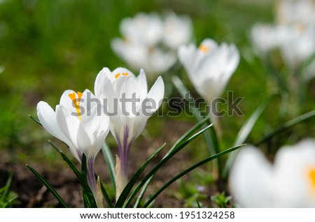 Spring white flowers Crocus Jeanne d'Arc macro. Beautiful petals and stamens close-up. Meadow landscape with blossoming plants