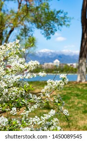 Spring White Flowers Yanqing District Scenery