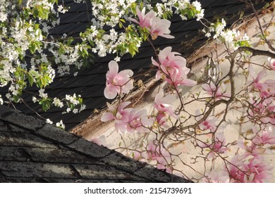 Spring white and pink blossoms on dark grey slate roof and light cement wall background