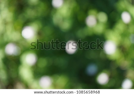 Spring wild flower background, Anemone nemerosa defocused.