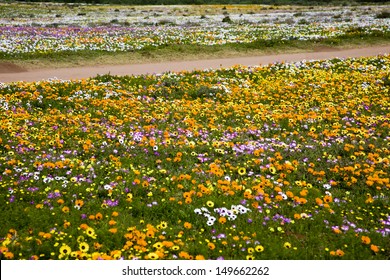 Spring Wild Flowers, West Coast, South Africa