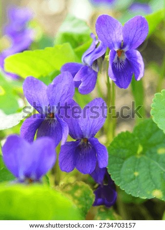 In spring in the wild forest fragrant violet (Viola odorata) grows