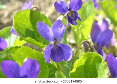 In spring in the wild forest violet (Viola odorata) grows