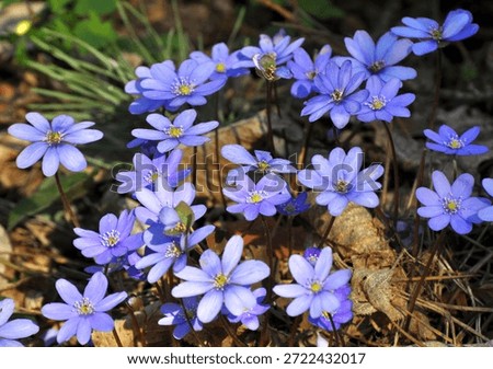 Spring in the wild in the woods bloom Hepatica nobilis.