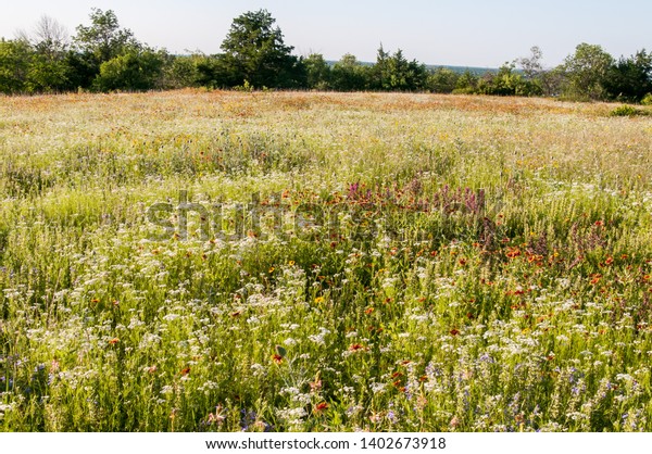 Spring wildflower field. Native flowers, prairie\
reserve. Fort Worth,\
Texas.
