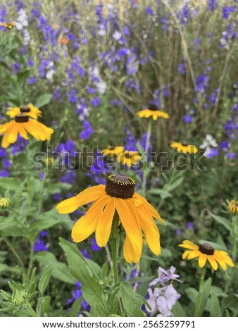 Spring wildflowers, blackeye Susan’s, Iris