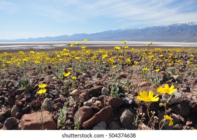  Spring Wildflowers In Death Valley National Park, California
